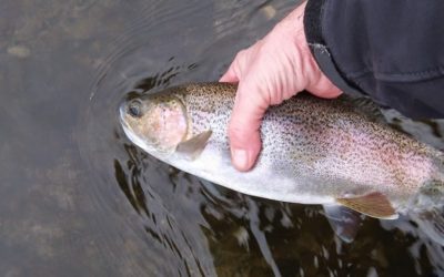 How long have you been fishing here anyway?