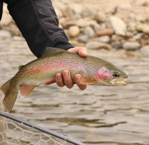 Trout - Montana Fly Fishing Guide