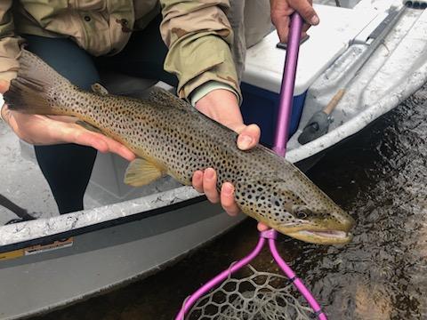 Fly Fishing in April and May 2023 with Troutzoola